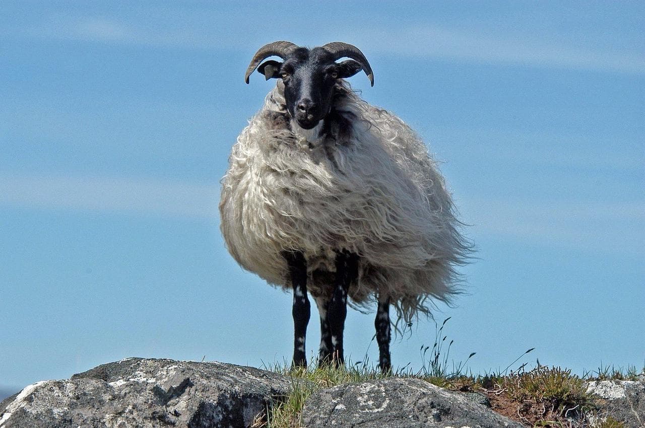 Irish blackface sheep standing on a rocky hillside